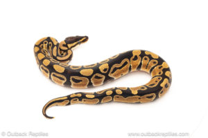 African import dinker ball python for sale