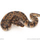 African import dinker ball python for sale