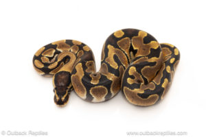 African import dinker ball python for sale