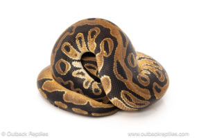 African import dinker ball python for sale