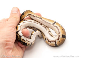 African import dinker ball python for sale