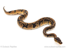 African import dinker ball python for sale