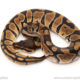 African import dinker ball python for sale