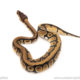 African import dinker ball python for sale