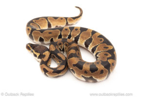 African import dinker ball python for sale