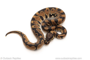 African import dinker ball python for sale