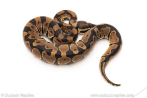 African import dinker ball python for sale