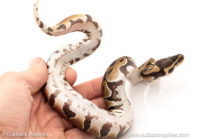 African import dinker ball python for sale