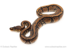 African import dinker ball python for sale