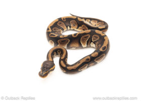 African import dinker ball python for sale