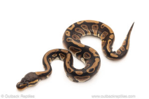 African import dinker ball python for sale
