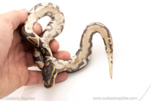 African import dinker ball python for sale