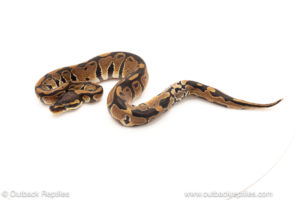 African import dinker ball python for sale