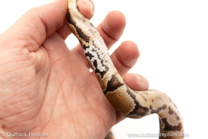 African import dinker ball python for sale