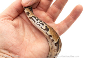 African import dinker ball python for sale