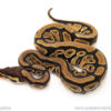 African import dinker ball python for sale