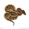 African import dinker ball python for sale