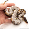 African import dinker ball python for sale