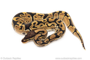 African import dinker ball python for sale