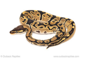 African import dinker ball python for sale