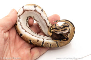 African import dinker ball python for sale
