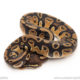 African import dinker ball python for sale