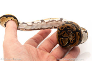 African import dinker ball python for sale