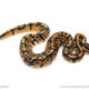 African import dinker ball python for sale