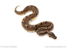 African import dinker ball python for sale