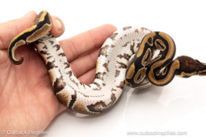 African import dinker ball python for sale