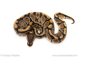 African import dinker ball python for sale