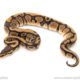 African import dinker ball python for sale