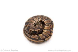 African import dinker ball python for sale