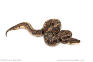 African import dinker ball python for sale