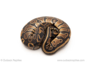African import dinker ball python for sale