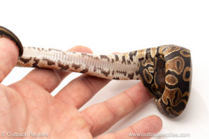African import dinker ball python for sale