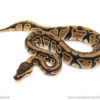 African import dinker ball python for sale