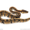 African import dinker ball python for sale