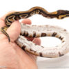 African import dinker ball python for sale