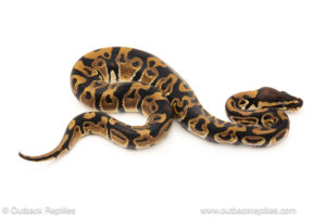 African import dinker ball python for sale