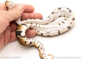 African import dinker ball python for sale