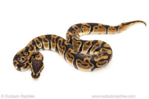 African import dinker ball python for sale