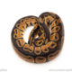 African import dinker ball python for sale
