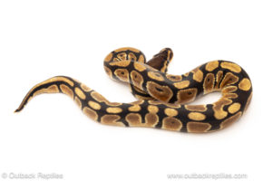 African import dinker ball python for sale