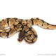 African import dinker ball python for sale
