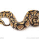 African import dinker ball python for sale