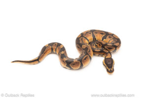 African import dinker ball python for sale