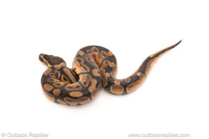 African import dinker ball python for sale