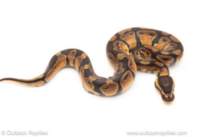 African import dinker ball python for sale