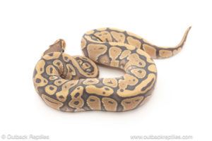 African import dinker ball python for sale